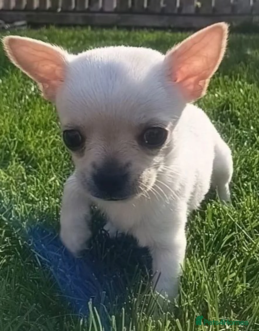 Chihuahua dogs for sale: Miniature  **  Chihuahua (Applehead) in Whitley Bay - Advert 18