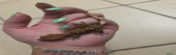 Gecko reptiles for sale: Crested & leopard gecko babies - Advert 18