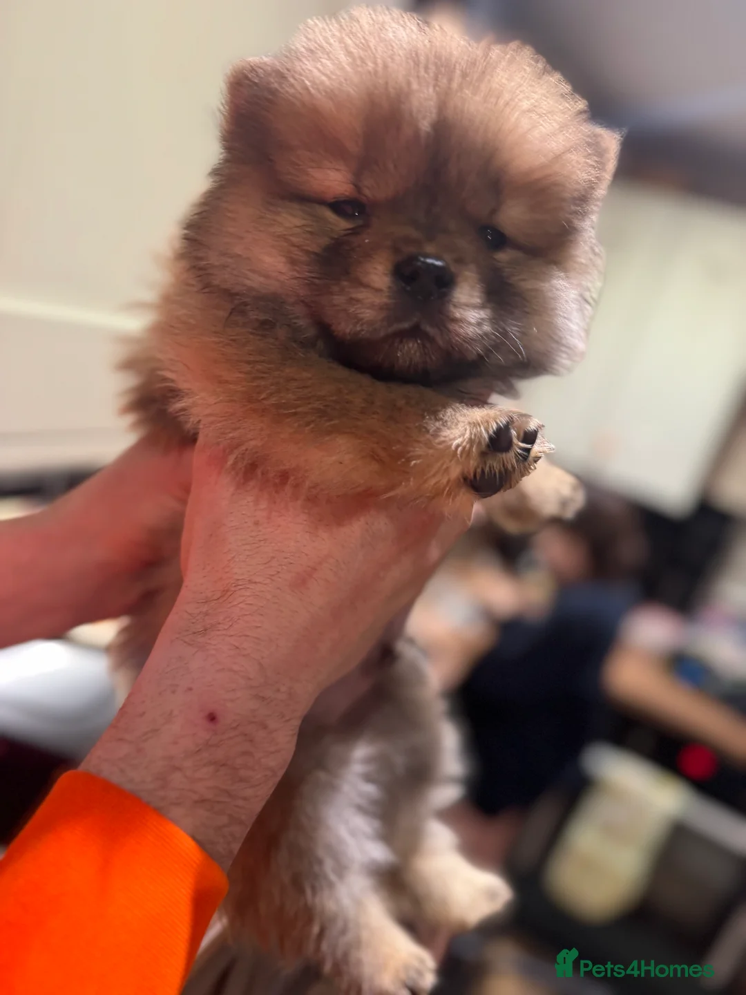 Chow Chow dogs for sale: BEAUTIFUL KC REG CHOW CHOWS FOR SALE 🥰🥰🥰🥰🥰🥰  - Advert 17