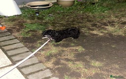 Mixed Breed dogs for sale: Beautiful playful puppy  - Image 3
