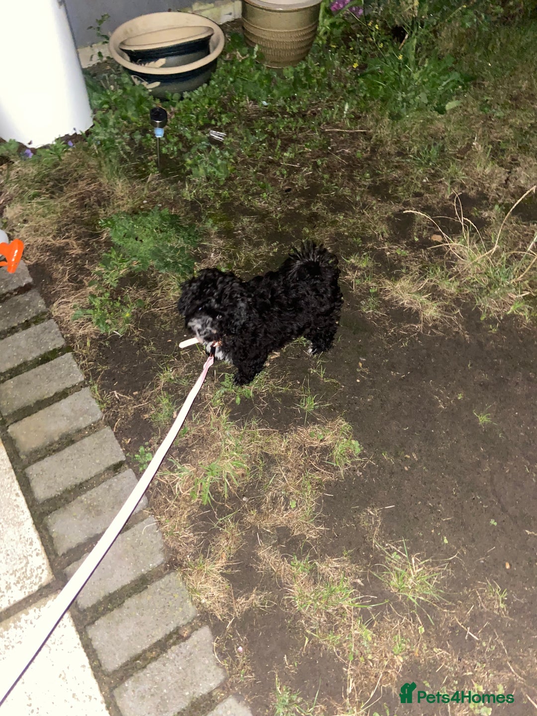 Mixed Breed dogs for sale: Beautiful playful puppy  - Image 3