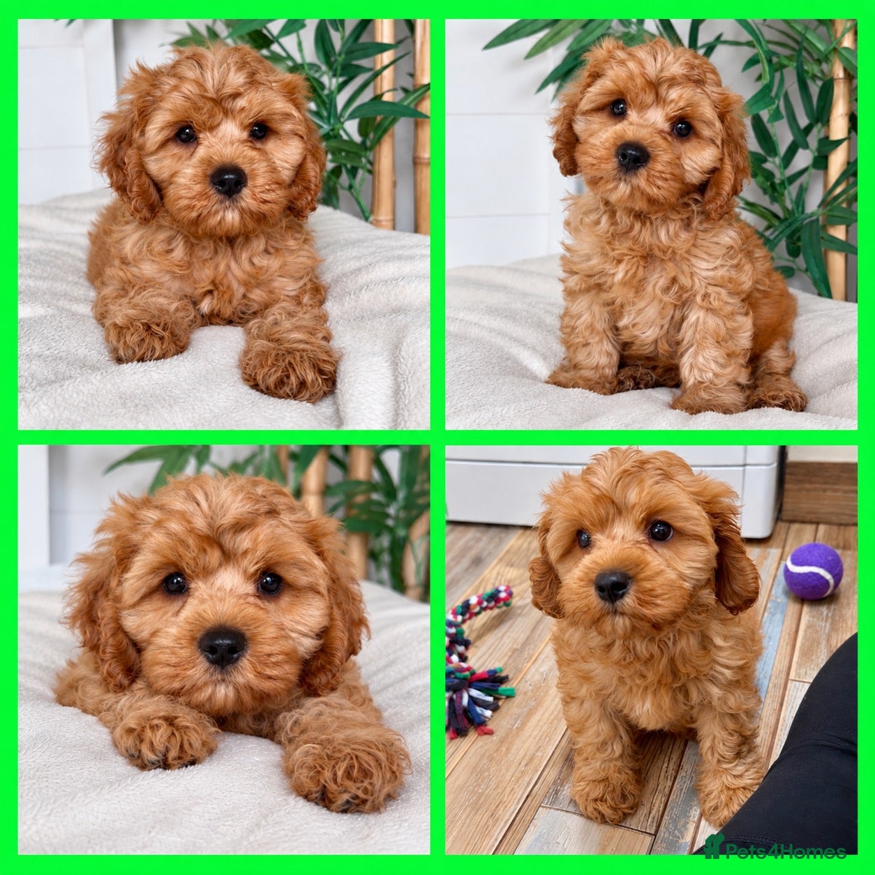 Cavapoo dogs Fluffy cuddly cavapoo boy from DNA tested parents - Advert 1