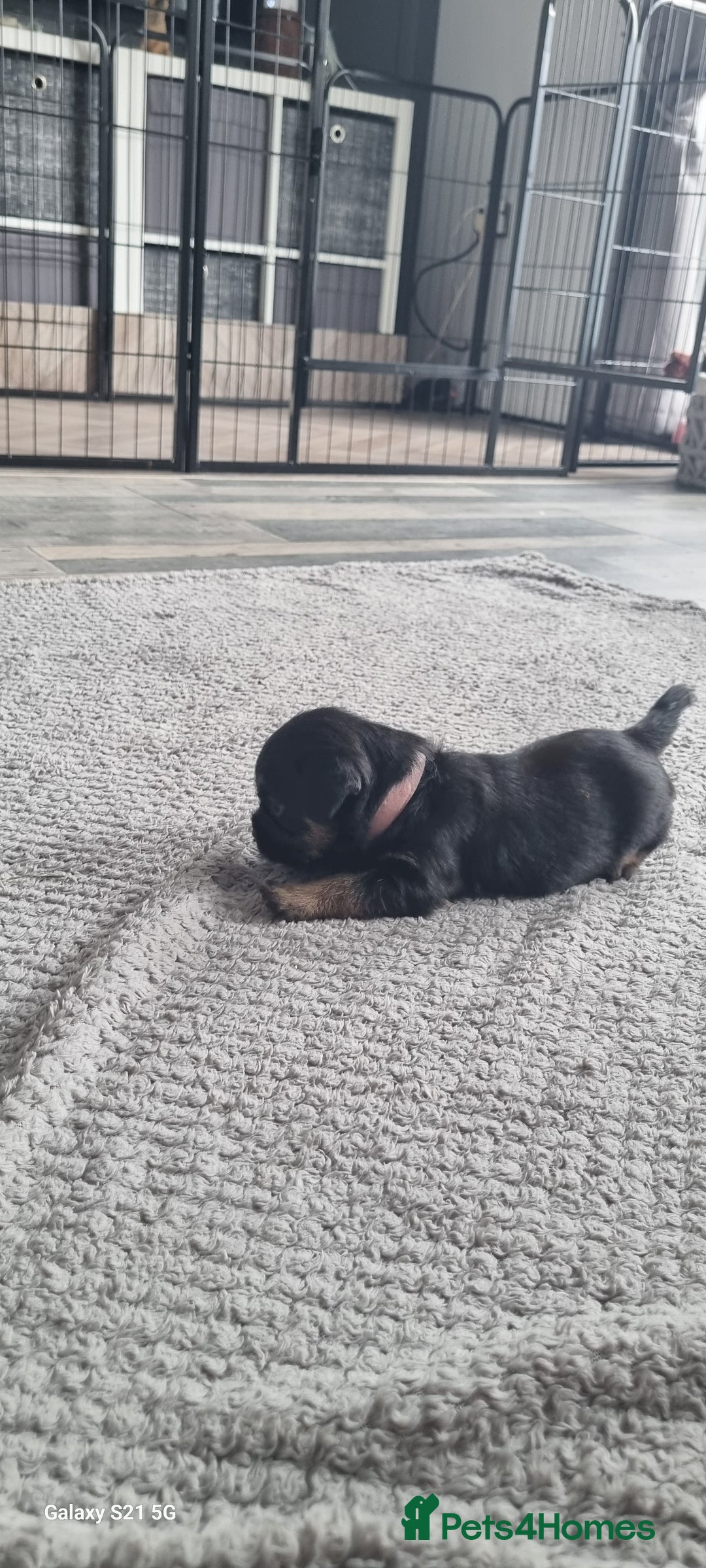 Border Terrier dogs for sale: Border Terrier Pups - Image 14