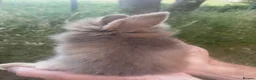 Lionhead rabbits for sale: 🐰 Adorable Lionhead Bunnies for Sale 🐰 - Advert 7