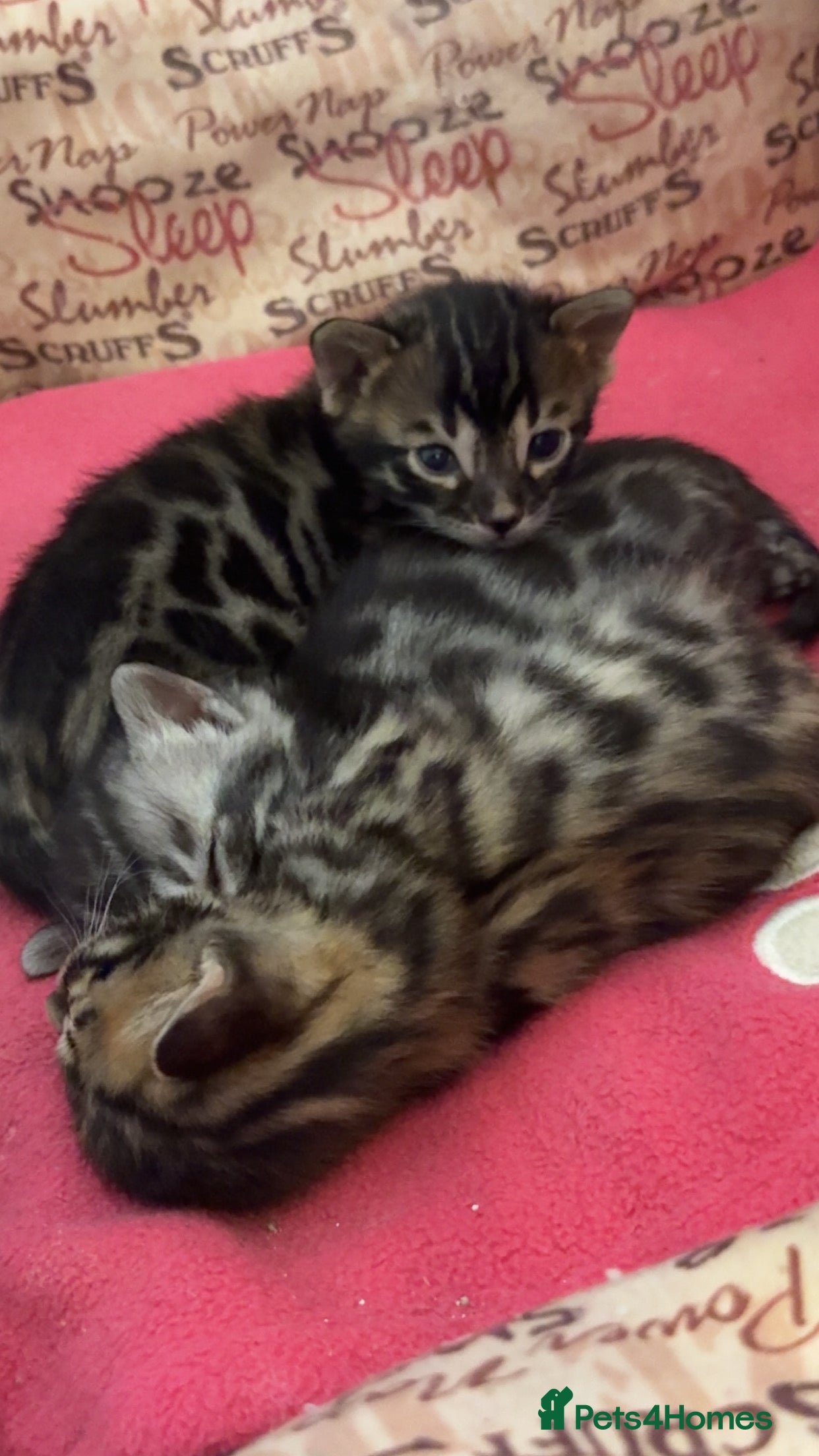 Bengal cats Bengal kittens two boys left brown rosette  - Advert 14
