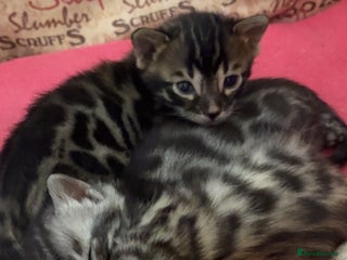 Bengal cats Bengal kittens two boys left brown rosette - Advert 14
