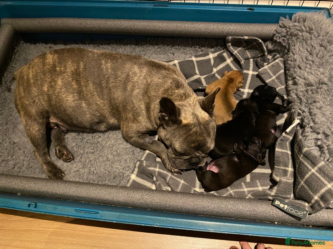 French Bulldog dogs for sale: KC French Bulldog Pups Tiger Brindle, Tan & Black  - Image 4