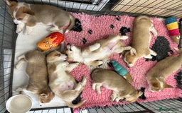 Welsh Corgi Pembroke dogs for sale: Beautiful Pembroke Corgi Pups - Image 8