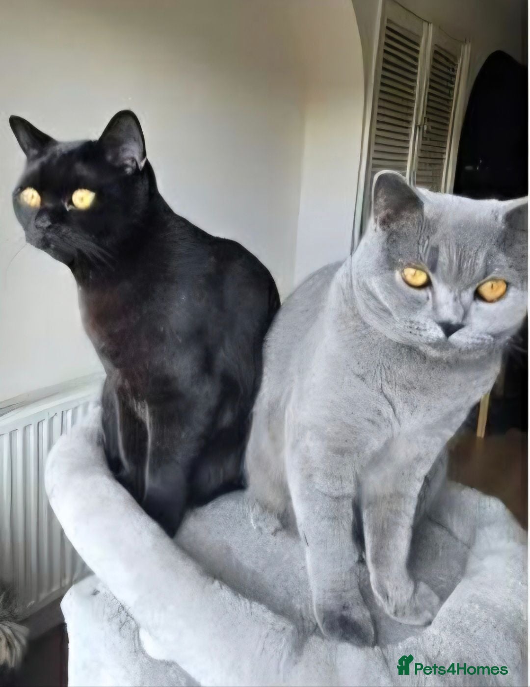 British Shorthair cats Beautiful pair of British Shorthair boys 🖤🩶 - Advert 1