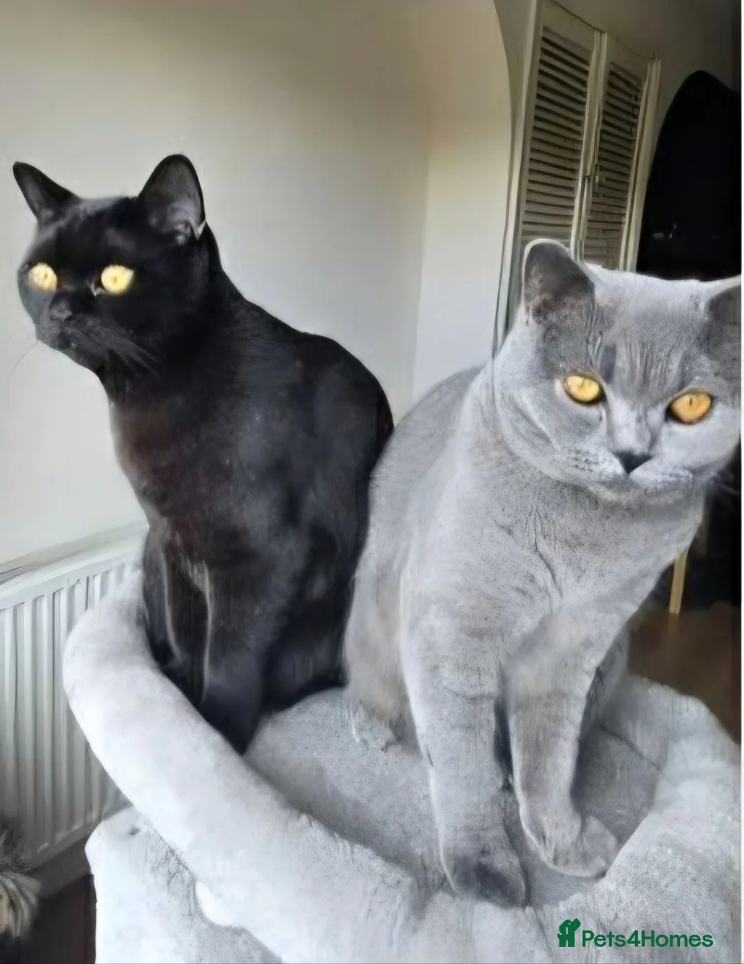 British Shorthair cats for sale: Beautiful pair of British Shorthair boys 🖤🩶 - Advert 1