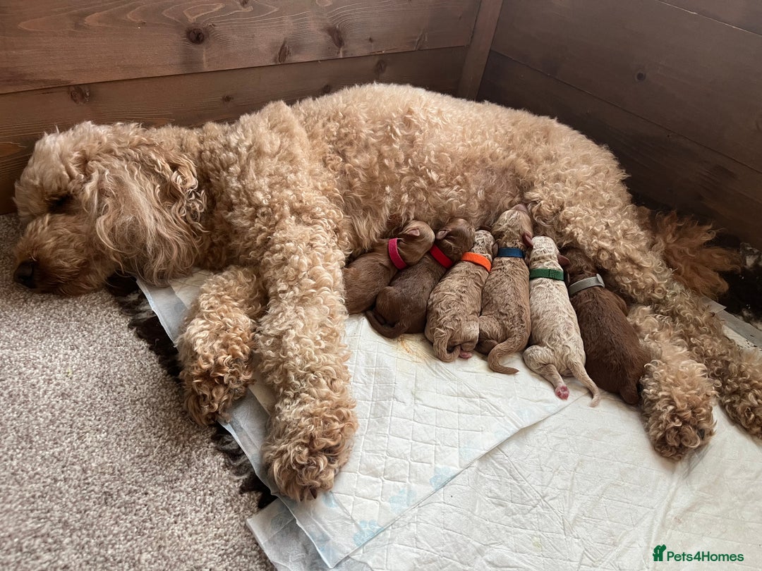 Australian Labradoodle dogs for sale: Aussie Doodles - 1 boy & 1 girl available  - Image 6