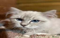 Ragdoll cats for sale: Tica Cherubim ragdoll kittens ready now  - Image 5