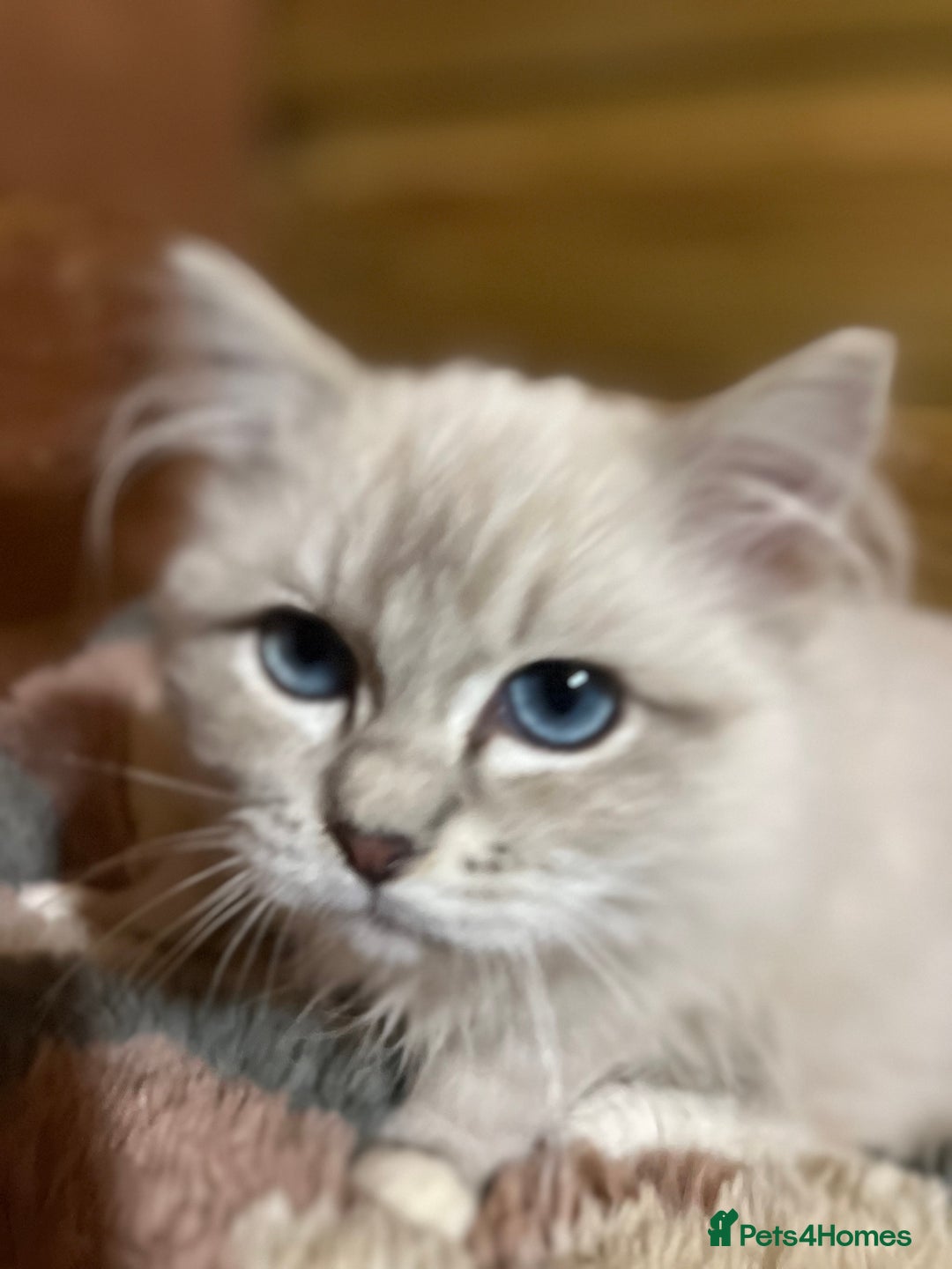 Ragdoll cats for sale: Tica Cherubim ragdoll kittens ready now  - Image 5