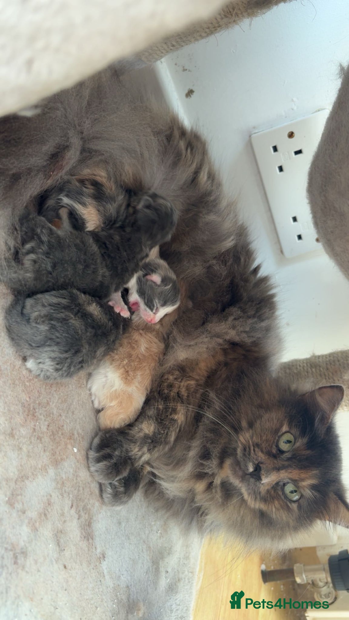 Mixed Breed cats Maine Coon cross Persian Kittens  - Advert 1