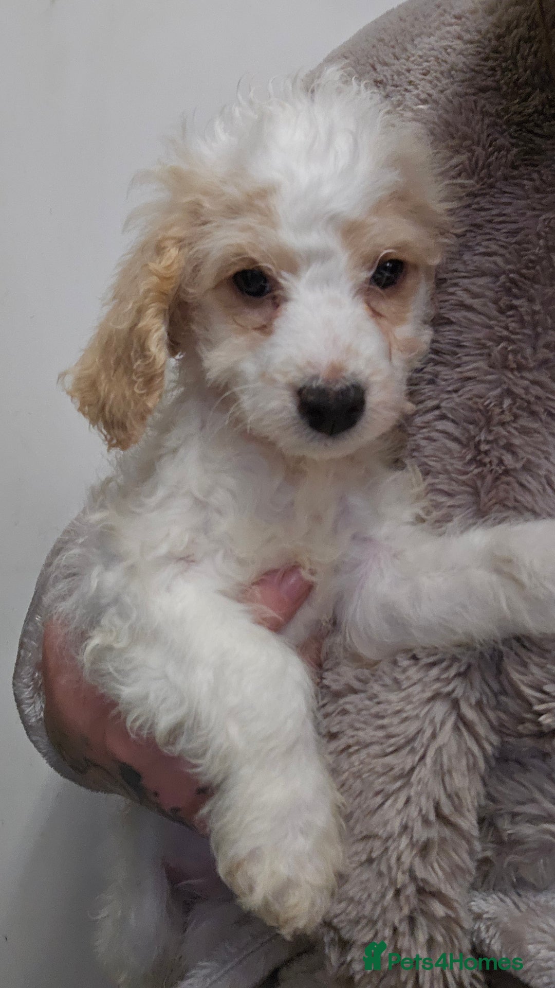 Cockapoo dogs for sale: Cockerpoo puppy last girl left  - Image 1