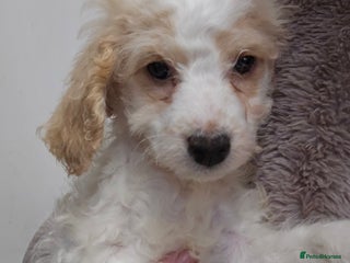 Cockapoo dogs - Advert 15