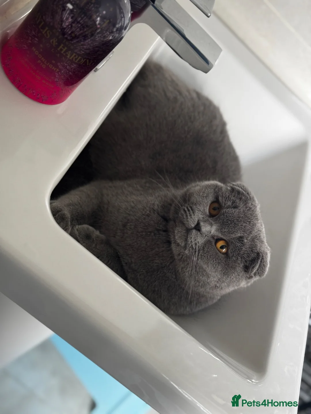 British Shorthair cats for sale: British kitten - Advert 5