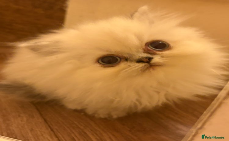 Persian cats Beautiful Persian Kittens 💜 Delivery Considered - Advert 4