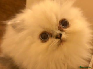 Persian cats Beautiful Persian Kittens 💜 Delivery Considered - Advert 3