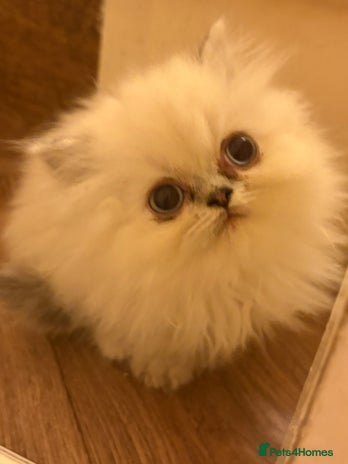 Persian cats Beautiful Persian Kittens 💜 Delivery Considered - Advert 1