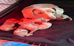 Miniature Dachshund dogs for sale: Beautiful miniature dachshund puppies  - Advert 2