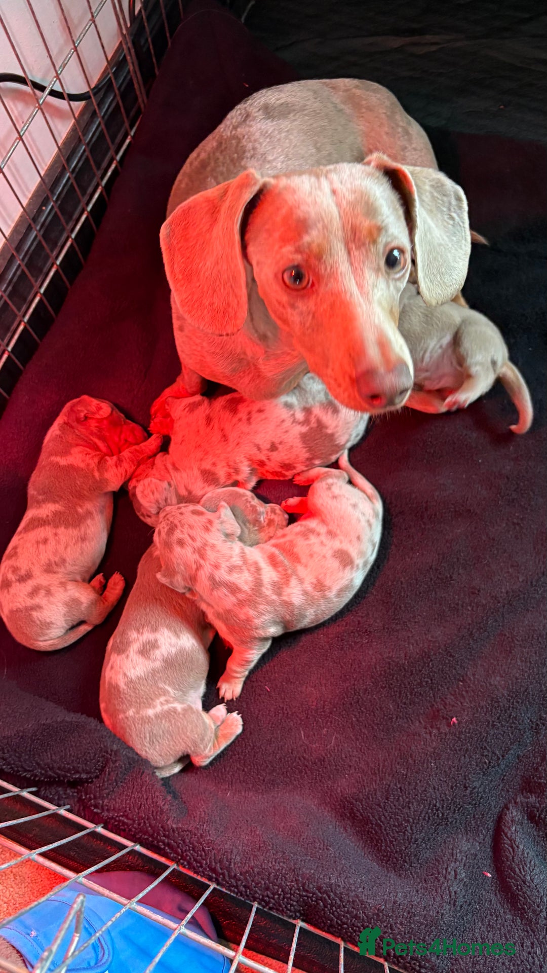 Miniature Dachshund dogs for sale: Beautiful miniature dachshund puppies  - Advert 2