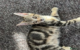 Domestic Shorthair cats for sale: Beautiful Domestic Shorthair kitten - Image 7