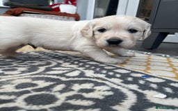 Golden Retriever dogs for sale: Golden retriever puppies  - Image 3