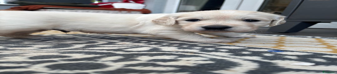 Golden Retriever Puppy 1