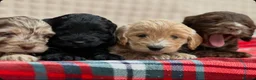Cockapoo dogs for sale: STUNNING COCKAPOO PUPPIES READY NOW - Advert 6