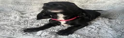 Mixed Breed dogs for sale: Miniature dachshund cross lab (dashadors)  - Advert 7