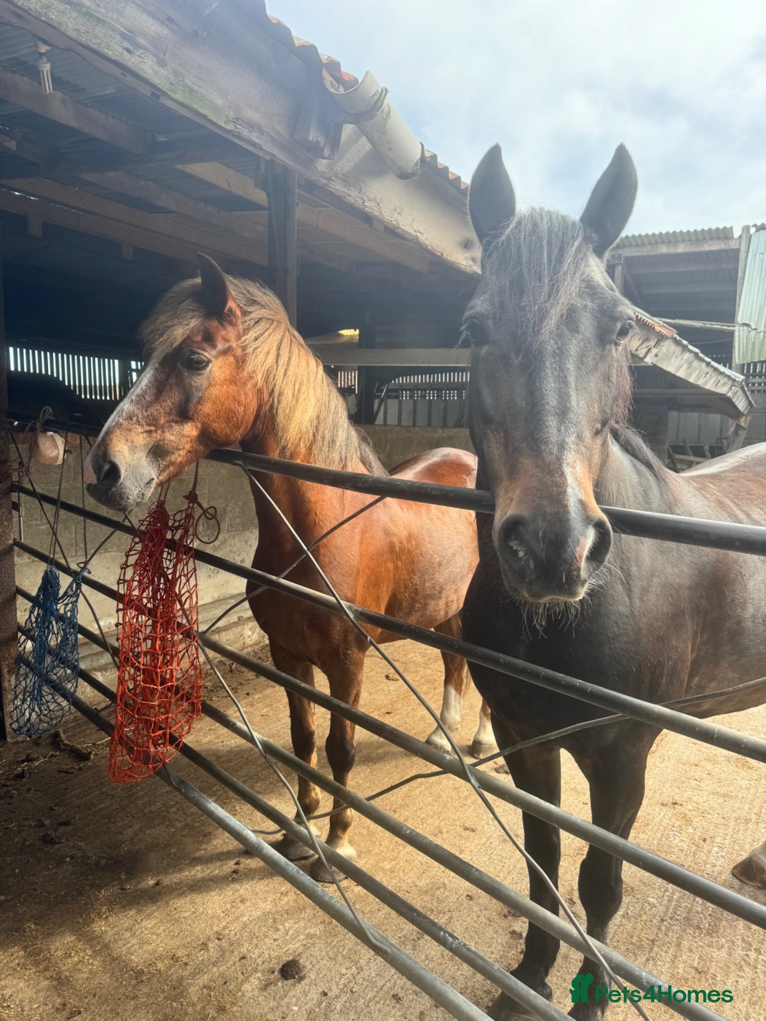English Thoroughbred horses URGENT URGENT home needed 3 new forest Gelding - Advert 10