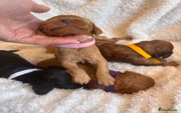 Irish Doodle dogs for sale: 🐾 F1 Beautiful Miniature Irish Doodle Puppies 🐾  - Image 18