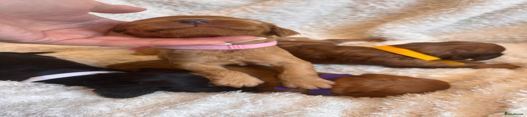 Irish Doodle pink collar 