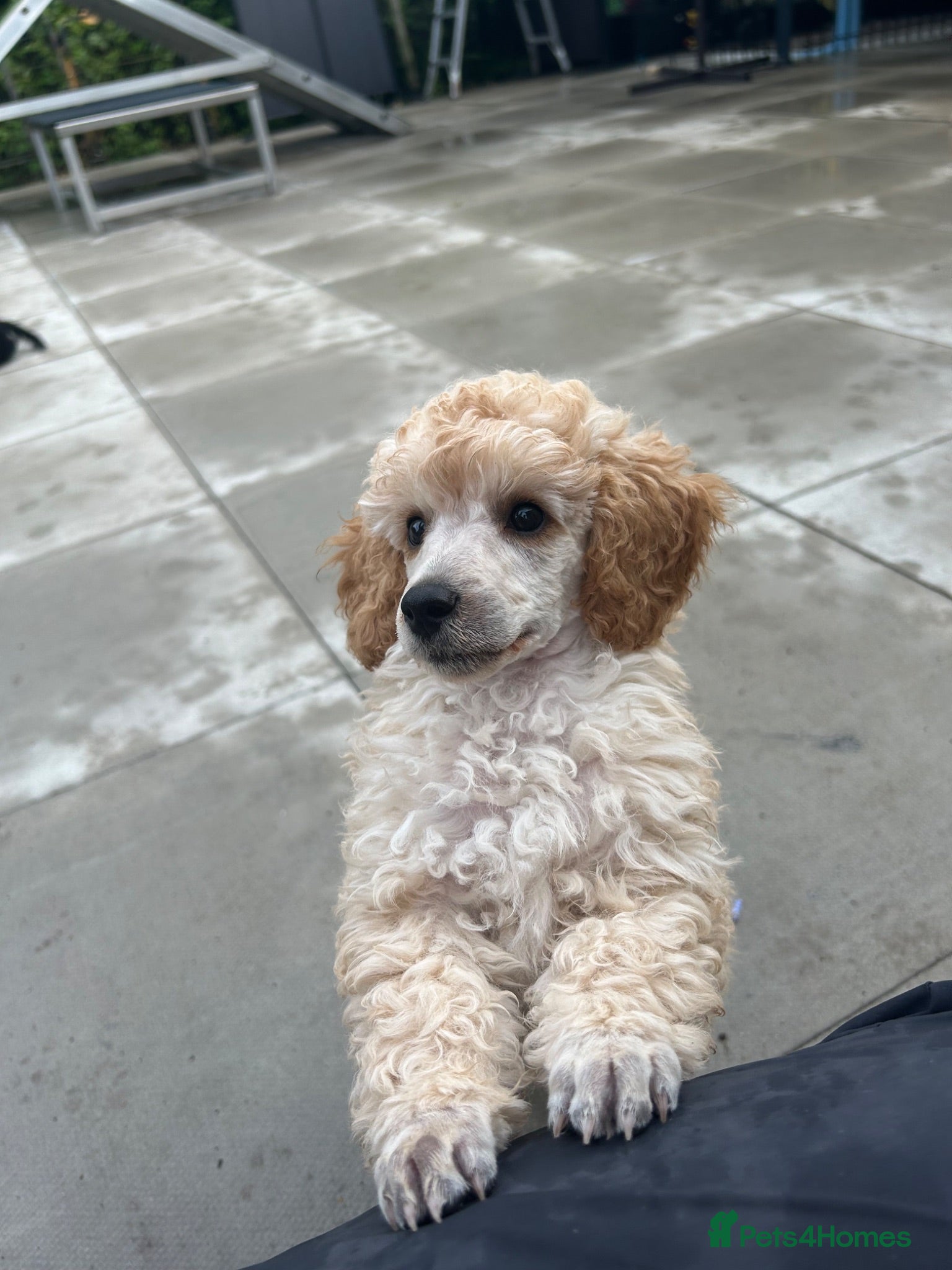 Miniature Poodle dogs KC registered miniature poodles  - Advert 1