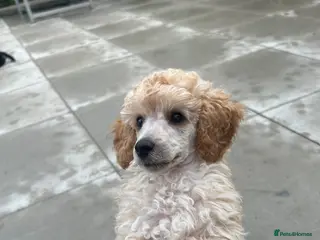 Miniature Poodle dogs KC registered miniature poodles - Advert 2
