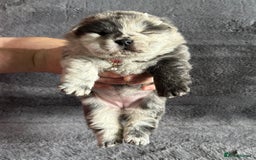 Chow Chow dogs for sale: Exotic colour Pure chow chow puppies for sale  - Image 26