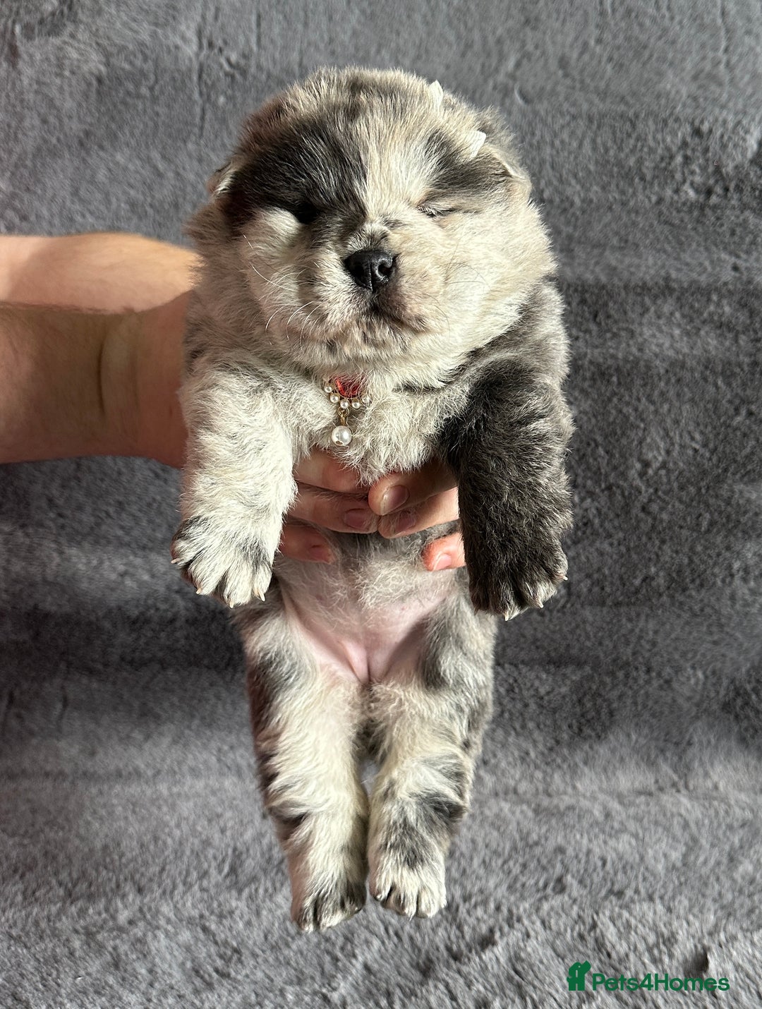 Chow Chow dogs for sale: Exotic colour Pure chow chow puppies for sale  - Image 26