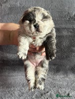 Chow Chow dogs - Advert 2