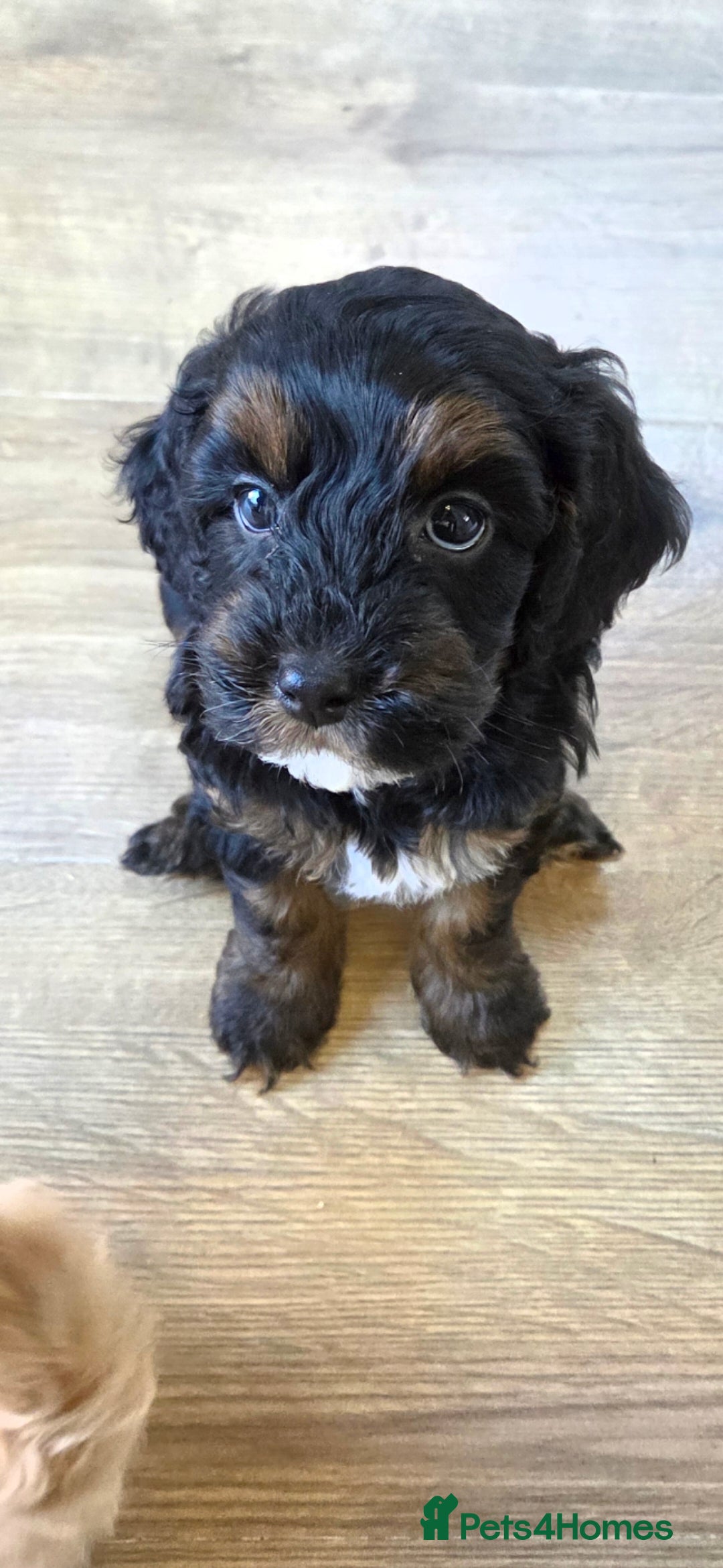 Cockapoo dogs *Last 2* F1b Cockapoo Pups. 1 Merle Male, 1 Female - Advert 7