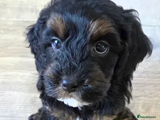 Cockapoo dogs *Last 2* F1b Cockapoo Pups. 1 Merle Male, 1 Female - Advert 7