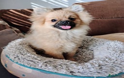 Pomeranian dogs for sale: Pom puppys with Kc reg , pedigree for sale - Image 4