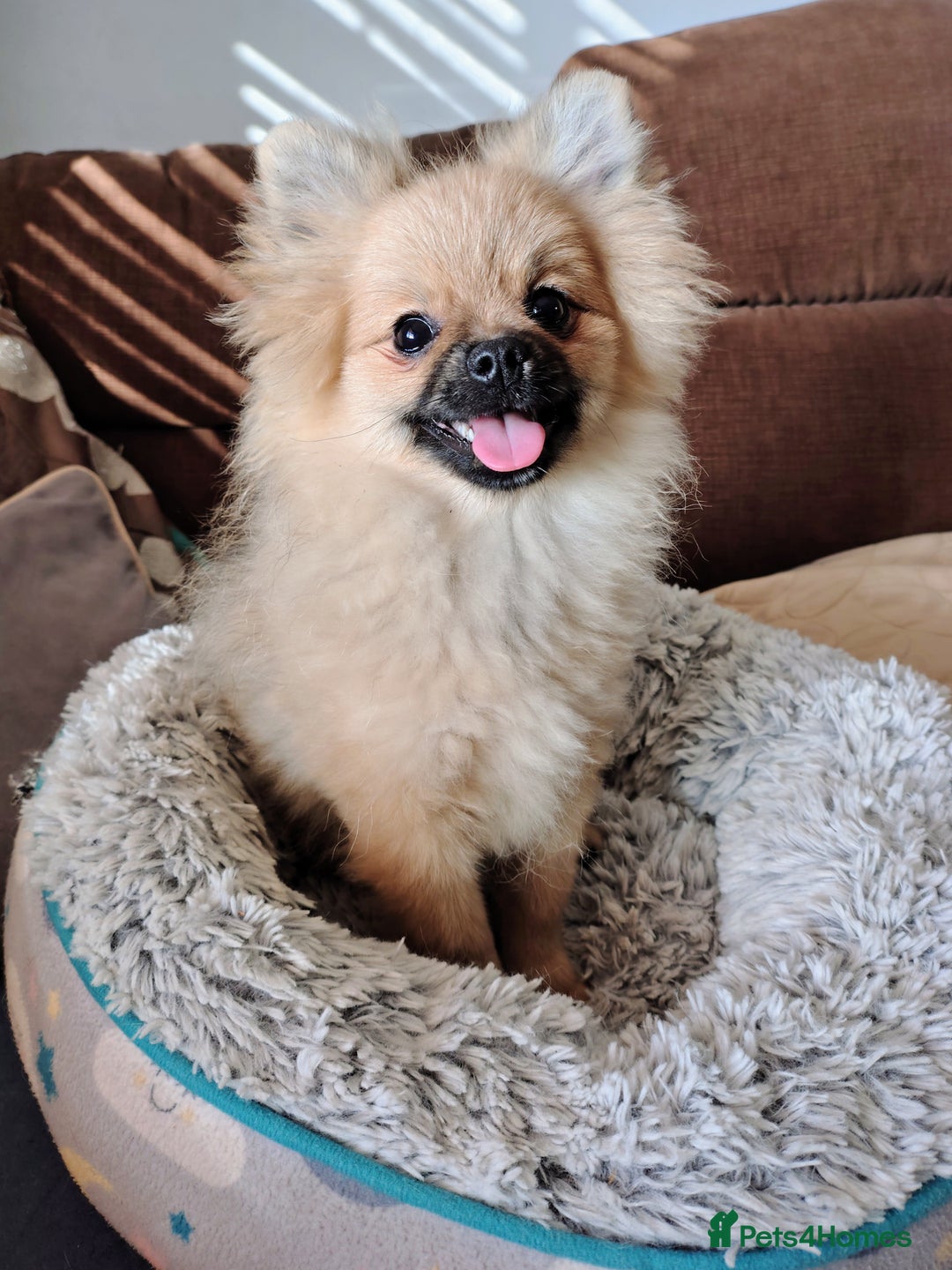 Pomeranian dogs for sale: Pom puppys with Kc reg , pedigree for sale - Image 4