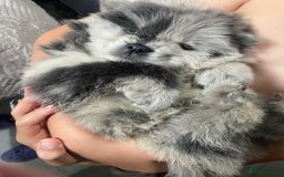 Chow Chow dogs for sale: Chow chow pups - Image 9