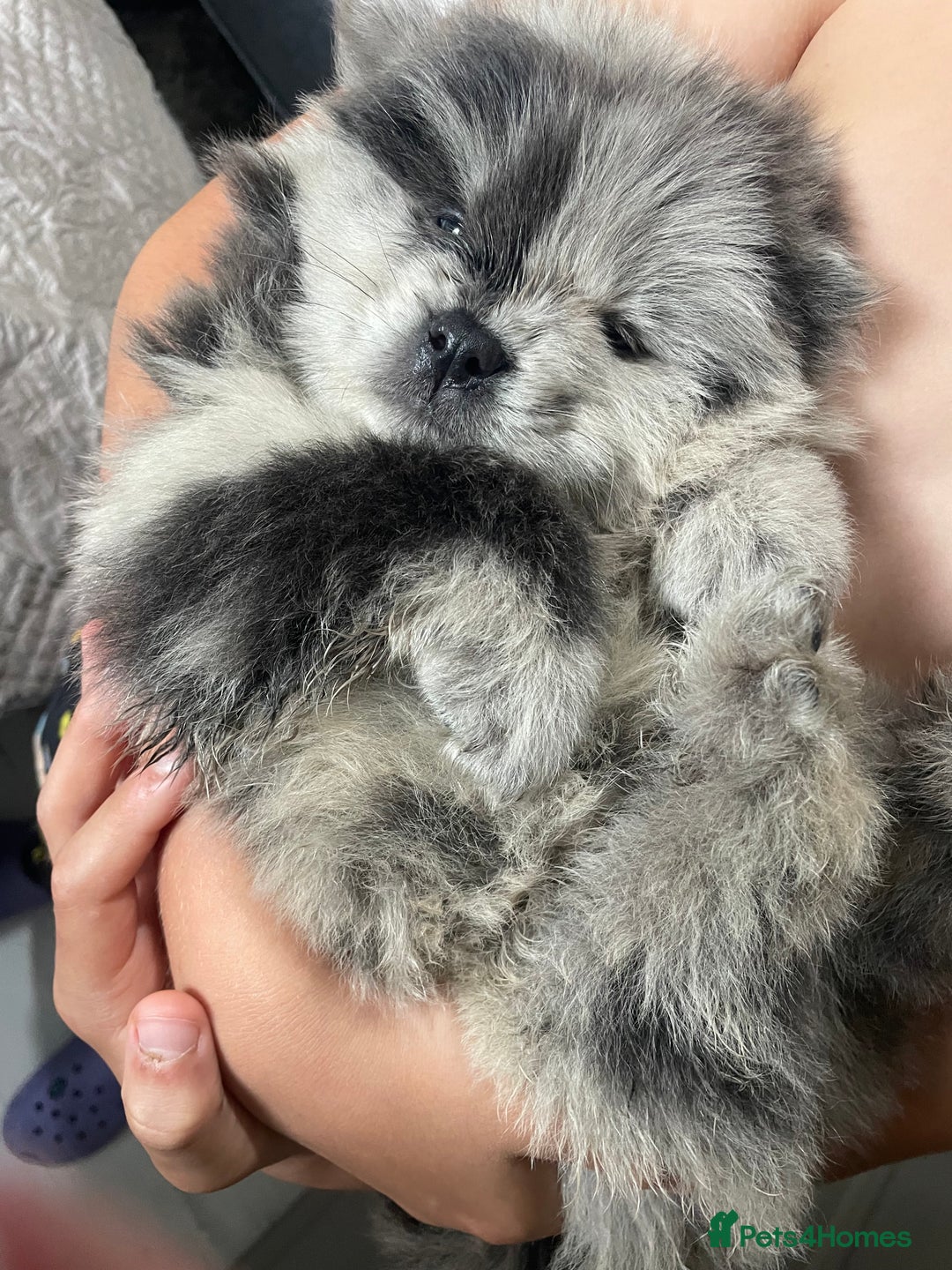 Chow Chow dogs for sale: Chow chow pups - Image 9