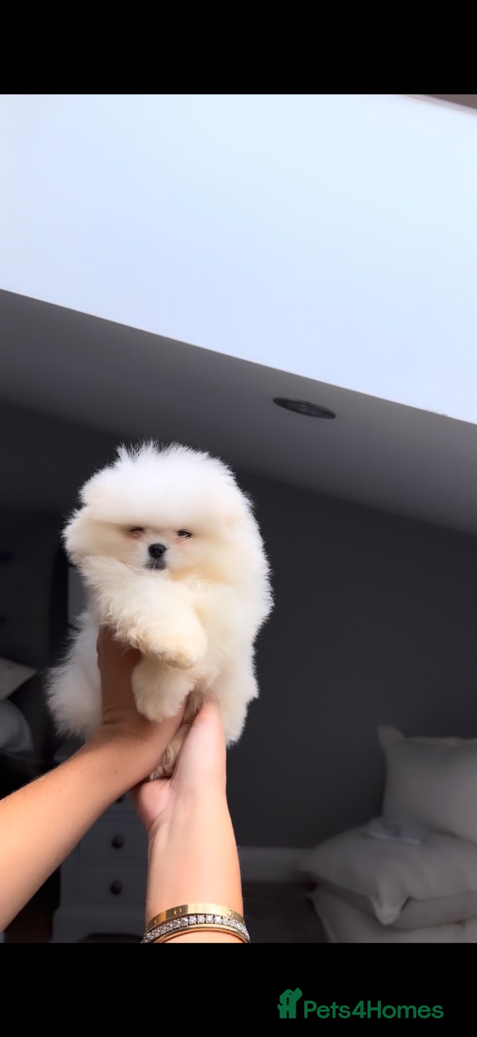 Pomeranian dogs SHOW QUALITY KOREAN WHITE POMERANIAN PUPPIES  - Advert 2