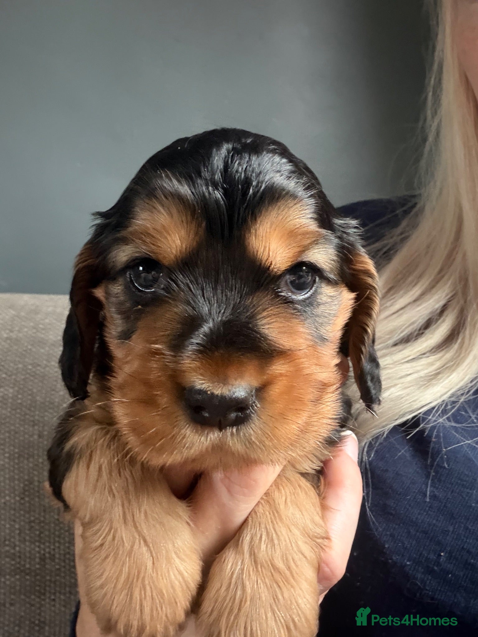 Cocker Spaniel dogs Beautiful show cocker spaniels  - Advert 2