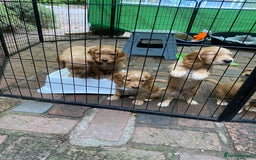 Cocker Spaniel dogs for sale: Stunning Top Working Cocker Spaniel Puppies - Image 18