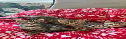 Bengal cats for sale: ONLY FOUR Stunning✨GLITTER Coat✨Bengal kittens  - Advert 1