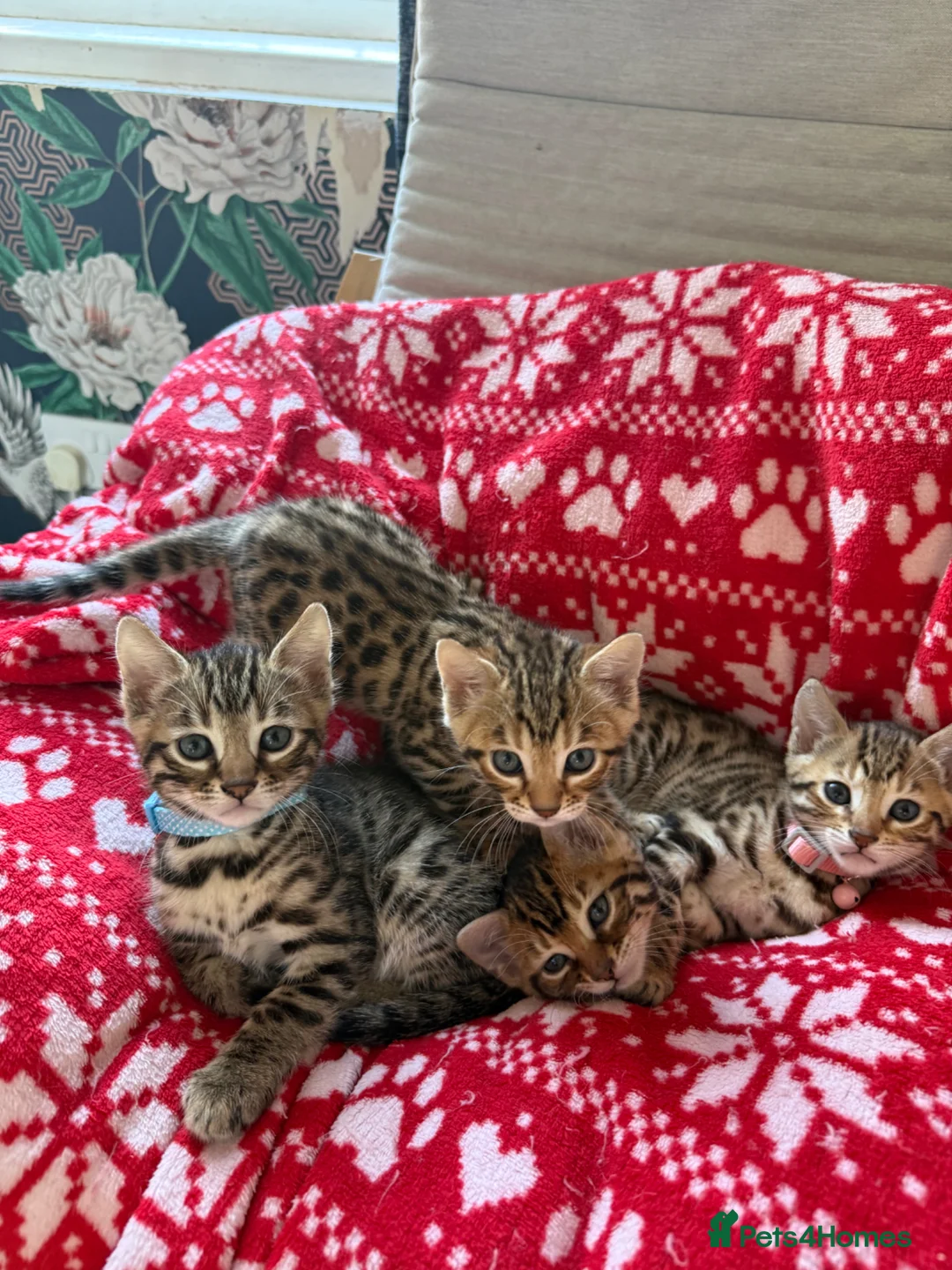 Bengal cats for sale: ONLY FOUR Stunning✨GLITTER Coat✨Bengal kittens  - Advert 1